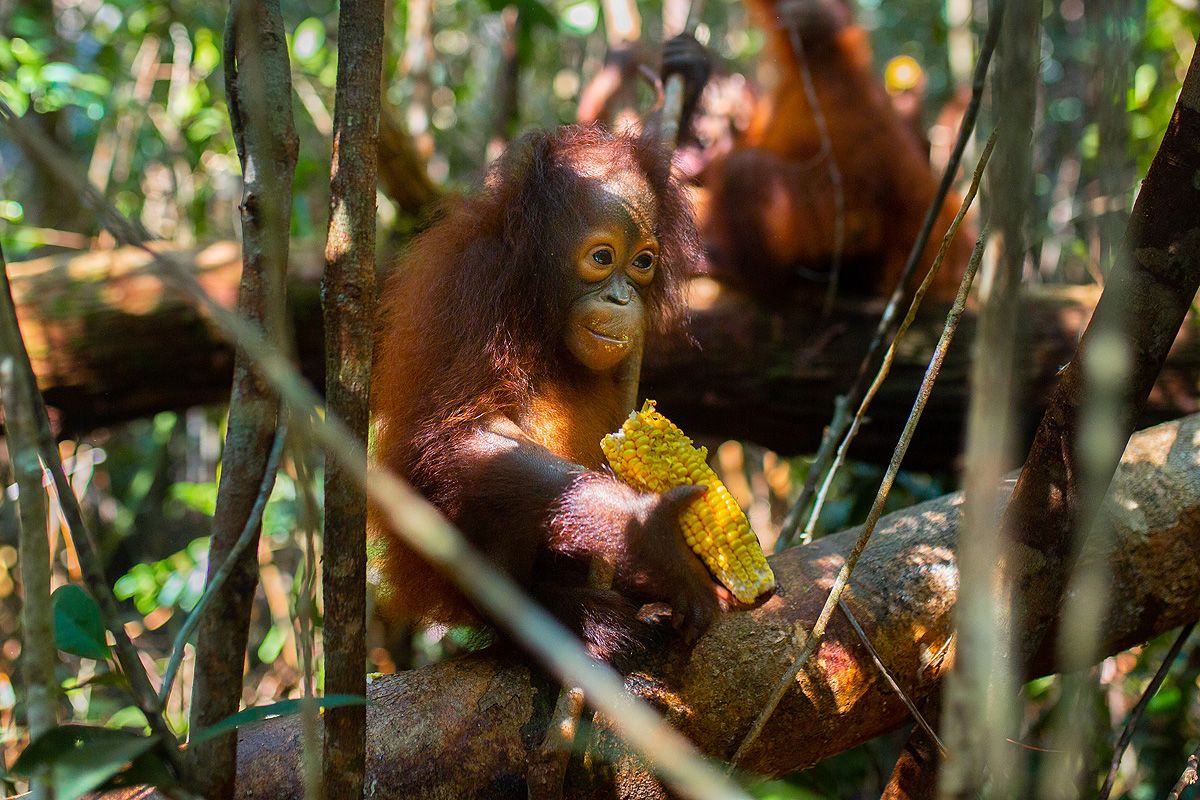 Das junge Orang-Utan Topan sitzt im Wald auf einem Ast und hält einen Maiskolben